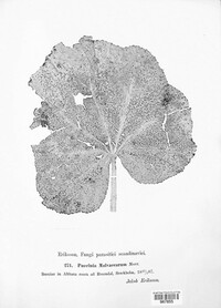 Puccinia malvacearum image